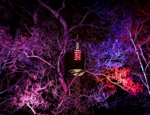 Winterlichter im Palmengarten vom 07.12.2019 – 08.01.2020